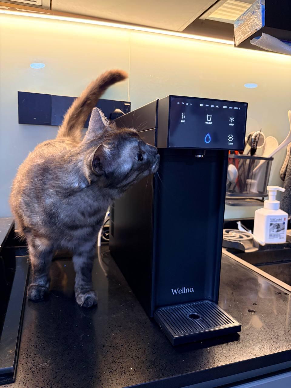 Customer's cat beside a black Wellno Flo water purifier